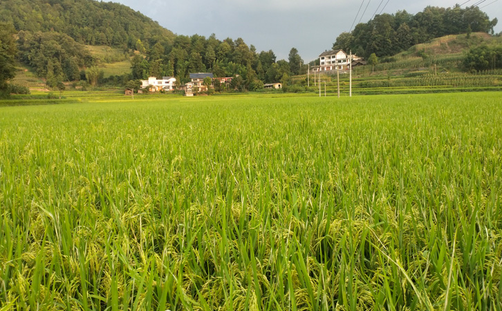 一般种植大米的流程